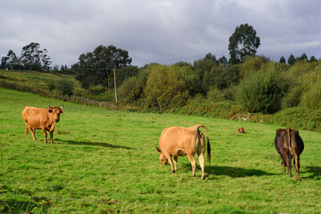 Vacas marrones en ladera de Asturias