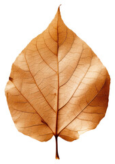 Wall Mural - png leaf plant tree dry.