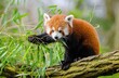 © Thenuji - red panda in the forest