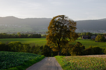 tree in the field