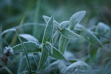 GROUND FROST - Cold frost on leaves of a small plant and on grass
