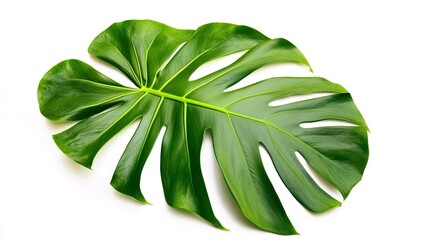 Sticker - On a white background be isolated of a lush green palm frond. 