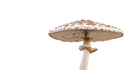 Sticker - mushroom isolated on white background 