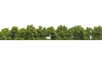 Poster - High definition Treeline isolated on a white background  