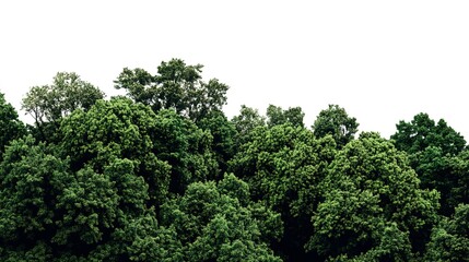 Poster - green forest isolated on white background 