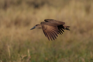 hamerkop - scopus umbretta medium-sized brown wading bird. it is the only living species in the genu