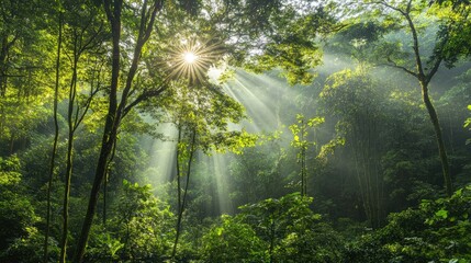 Sticker - Sunlight Breaking Through Lush Green Forest Canopy