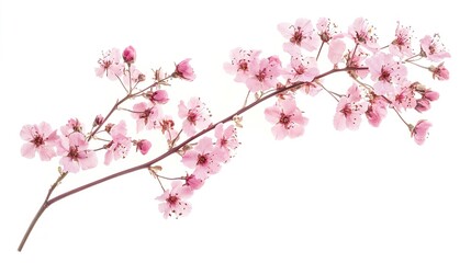 delicate pink flower branch with blossom details