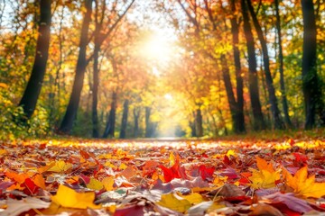 Spectacular autumn view of trees and footpath in deep forest. The beautiful autumn colors in the forest create a magnificent scene.