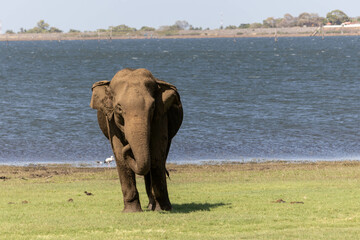 elephant in sri lanka