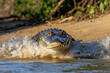 © Fabio - Crocodile emerging from the water onto a sandy bank