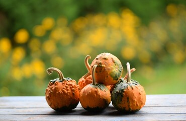 Ornamental pumpkins on wooden table, bokeh background with yellow blooming flowers, autumn background with pumpkins, selective focus, blurred background, space for text.