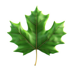 Wall Mural - green maple leaf on a white isolated background. transparent background