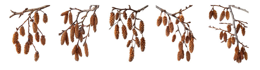 Poster - Brown Fluffy twig willow catkins hanging branches set, cutout png isolated on transparent background