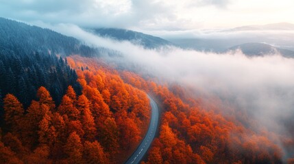 Poster - A road with trees on both sides and a foggy sky