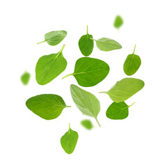 Sticker - Fresh oregano leaves in air on white background