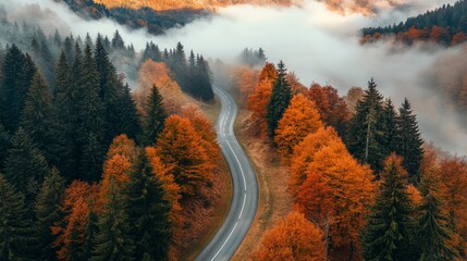 Poster - A road with trees on both sides and a foggy atmosphere