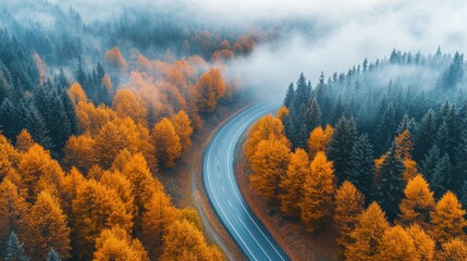 Poster - A road with trees on both sides and a foggy sky