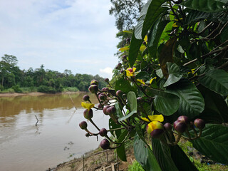 River Kinabatangan