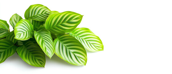 Wall Mural - decorative green leaves with vibrant patterns isolated on a white background.