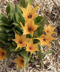 Wall Mural - tulipa praestrans