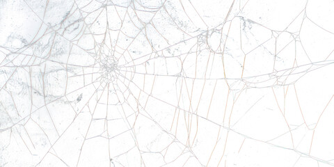 Real Spider web invertebrate
