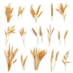 Golden wheat stalks arranged artistically on white background create serene and natural composition. This collection showcases beauty of wheat in various forms, evoking sense of harvest and