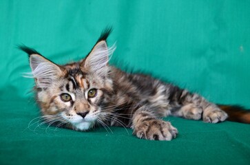 large breed Maine Coon cat