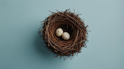 bird eggs in the nest on a blue background