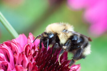 Macro view of a bee collecting pollen from a flower. bee and flower, nature and insects