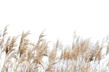 A serene landscape image of tall grass swaying gently under a bright white sky