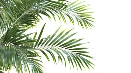 A close-up view of a palm tree trunk against a white background