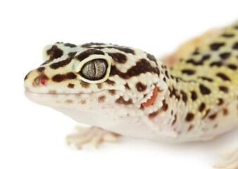 Poster - One beautiful gecko isolated on white, macro view. Exotic pet