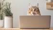 © Premium_art - A surprised tabby cat peeks over a laptop screen, mouth open in astonishment.