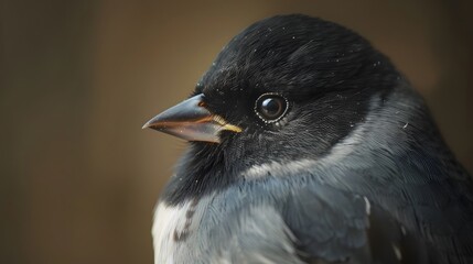 Close-Up Dark-Eyed Junco Portrait in Artistic Studio