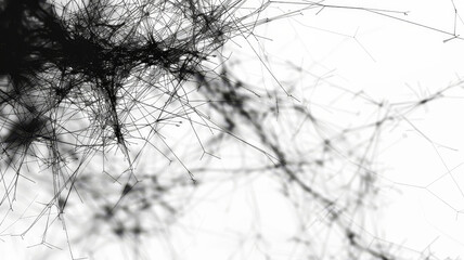 Poster - Thin, intricate lines intertwine against a soft white backdrop, creating an abstract representation reminiscent of natural web formations. The design conveys a sense of depth and complexity.