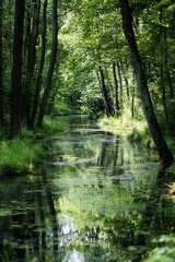  Tranquil stream flowing through lush green forest, nature photography