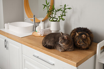 Canvas Print - Cute cats lying on counter in bathroom