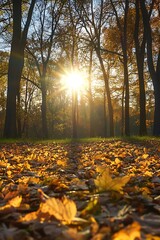 Poster - Golden Autumn Sunlight Through Trees, Falling Leaves on Ground