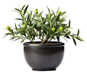 Poster - PNG Olive flower bonsai plant.