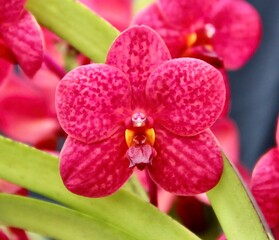 Stunning Red Spotted Orchid Hybrid Vanda Dong Tarn 'Robert' in Bloom.