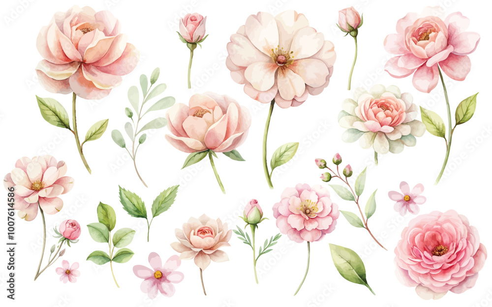 light pink watercolor flowers set isolated on white background Stock ...