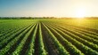 © BM Creations - Vibrant Green Crop Field at Sunrise