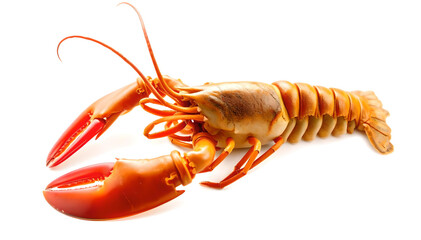 A beautifully detailed fresh lobster, isolated against a clean white background. Perfectly vibrant with rich colors and textures, showcasing the stunning details of the seafood for culinary and design