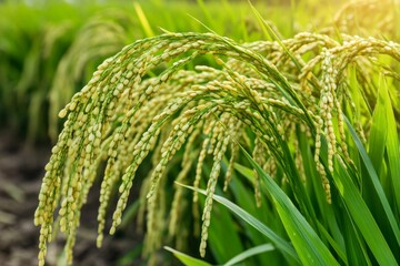 A close-up view of a lush paddy field featuring rich green rice plants with ripening grains. Gentle sunlight bathes the vibrant field, enhancing the natural beauty of the rural landscape