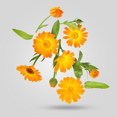 Poster - Calendula flowers and leaves falling on grey background