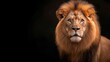 © Phirakhup - Majestic lion with a magnificent mane against a dark background.
