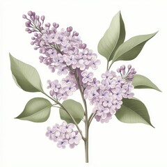 Wall Mural - A botanical illustration of lilac flowers and leaves, showcasing their delicate beauty.