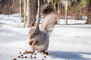 The squirrel in winter sits on white snow.