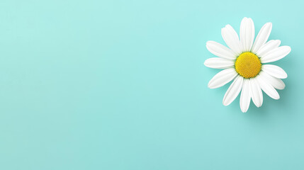 Poster - A delicate white daisy blooms against a calming blue backdrop, creating a peaceful and serene scene.